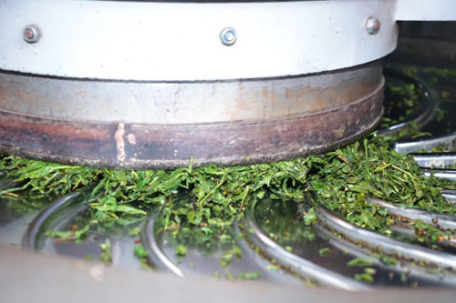 理想华莱抢抓制茶黄金期 释放夏茶独特价值
