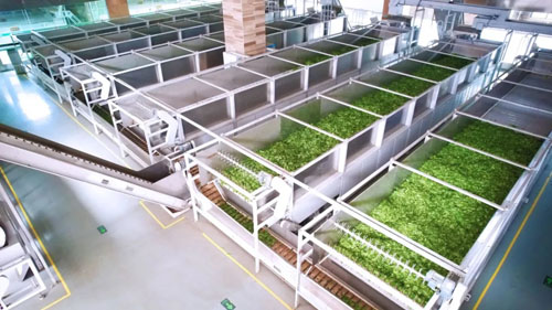 理想华莱抢抓制茶黄金期 释放夏茶独特价值