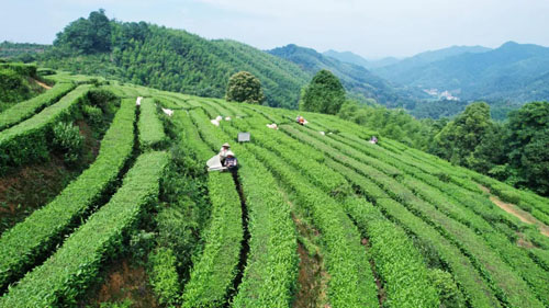 理想华莱抢抓制茶黄金期 释放夏茶独特价值