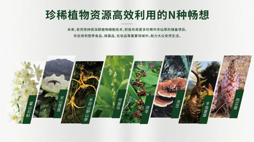 突破40项!安然植物细胞技术再添新专利