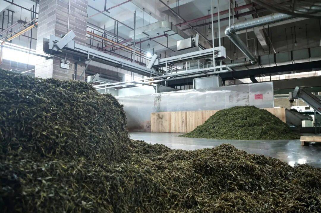 科技铸匠心 鲜叶焕茶香——实地探访理想华莱万隆黑茶产业园初制加工车间
