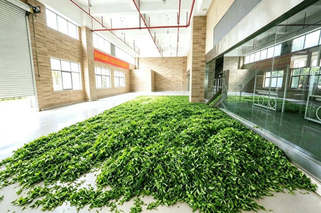 科技铸匠心 鲜叶焕茶香——实地探访理想华莱万隆黑茶产业园初制加工车间