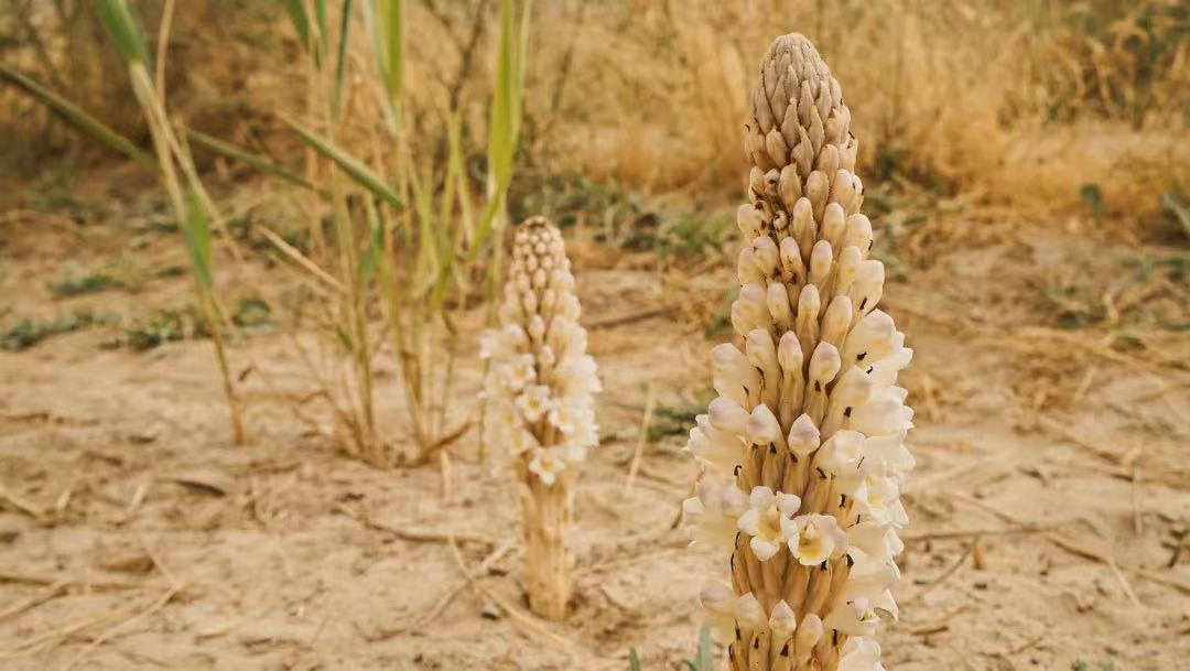 安利（中国）植物研发中心荣获2025年度国家科技进步二等奖