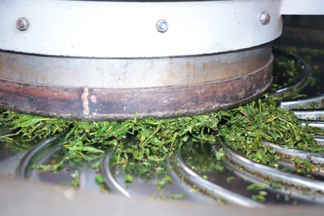 科技铸匠心 鲜叶焕茶香——实地探访理想华莱万隆黑茶产业园初制加工车间