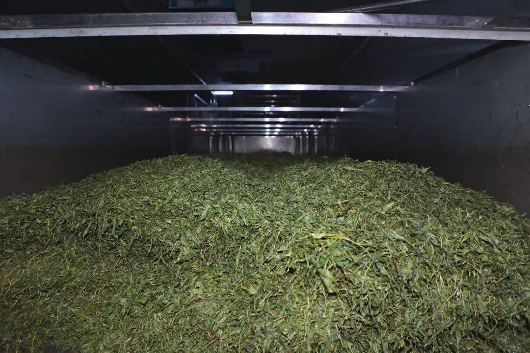 科技铸匠心 鲜叶焕茶香——实地探访理想华莱万隆黑茶产业园初制加工车间