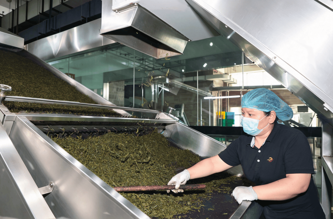 科技铸匠心 鲜叶焕茶香——实地探访理想华莱万隆黑茶产业园初制加工车间