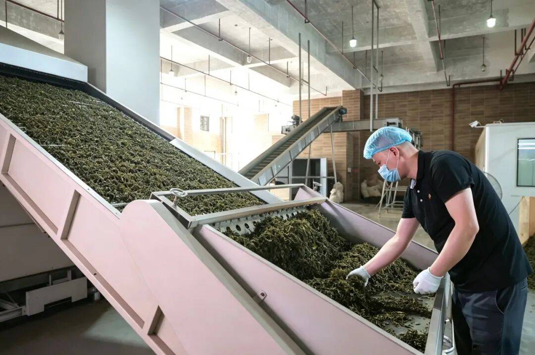 科技铸匠心 鲜叶焕茶香——实地探访理想华莱万隆黑茶产业园初制加工车间