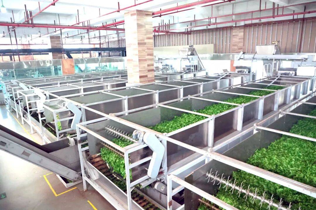 科技铸匠心 鲜叶焕茶香——实地探访理想华莱万隆黑茶产业园初制加工车间