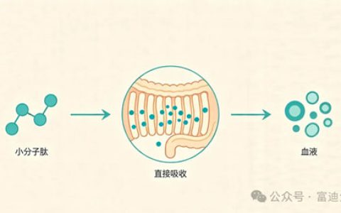 富迪东方肽：小分子肽如何改写营养版图