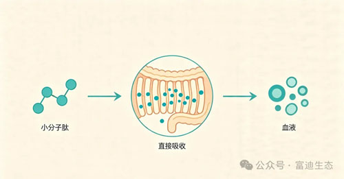 富迪东方肽：小分子肽如何改写营养版图