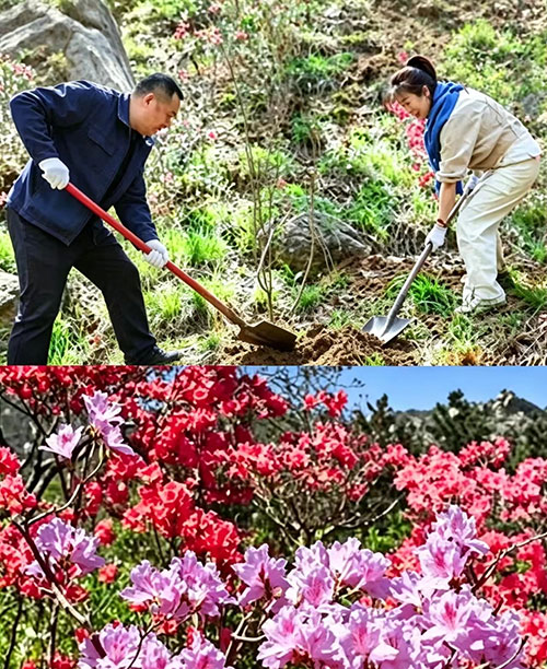 长青杜鹃花园正式揭牌 续写十年绿色担当