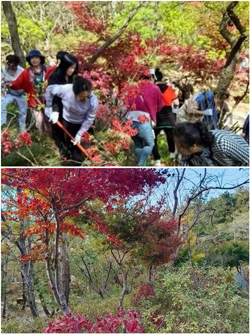 长青杜鹃花园正式揭牌 续写十年绿色担当