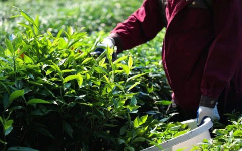 理想华莱以全链条质量管控护航2026年秋茶生产